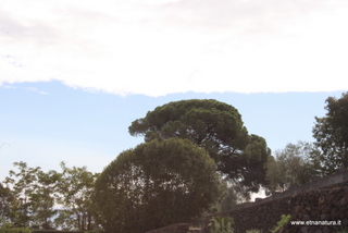 Pino Riggio Carcaci